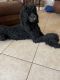 Standard Poodle Puppies for sale in 9 Regina Blvd, Beverly Hills, FL 34465, USA. price: NA