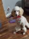 Standard Poodle Puppies for sale in Lima, OH, USA. price: $500