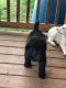 Standard Poodle Puppies for sale in 3243 Jenkins Rd, Upton, KY 42784, USA. price: NA