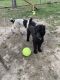 Standard Poodle Puppies for sale in Brandywine, MD 20613, USA. price: NA