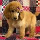Standard Poodle Puppies for sale in Eagar, AZ, USA. price: NA