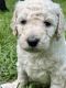 Standard Poodle Puppies for sale in Sumrall, MS 39482, USA. price: $1,400