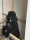 Standard Poodle Puppies for sale in Bonaire, GA 31005, USA. price: $2,000