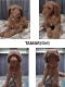 Standard Poodle Puppies for sale in San Antonio, TX, USA. price: $1,000
