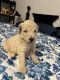Standard Poodle Puppies for sale in Anderson, SC, USA. price: NA