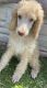 Standard Poodle Puppies for sale in Lefors, TX 79054, USA. price: NA