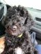 Standard Poodle Puppies for sale in Rocky Mount, VA 24151, USA. price: $1,200