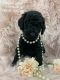 Standard Poodle Puppies for sale in Pico Rivera, CA 90660, USA. price: NA