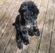Standard Poodle Puppies for sale in Waterloo, IA, USA. price: $1,250