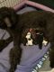Standard Poodle Puppies for sale in Harrah, OK, USA. price: NA