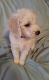 Standard Poodle Puppies for sale in Alliance, OH 44601, USA. price: NA