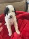Standard Poodle Puppies for sale in Mesa, AZ 85201, USA. price: $1,200