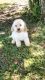 Standard Poodle Puppies for sale in Clermont, FL 34711, USA. price: NA