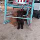 Standard Poodle Puppies for sale in San Antonio, TX, USA. price: $1,000