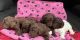 Standard Poodle Puppies for sale in Statesville, NC, USA. price: NA