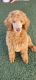 Standard Poodle Puppies for sale in Trinity, FL, USA. price: $2,000