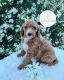 Standard Poodle Puppies for sale in Tracy, CA, USA. price: $2,500