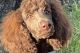 Standard Poodle Puppies for sale in Jacksonville, AR, USA. price: $700