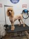 Standard Poodle Puppies for sale in Cookeville, TN, USA. price: $1,800