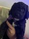 Standard Poodle Puppies for sale in Spring Hill, FL, USA. price: $1,000