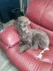 Standard Poodle Puppies for sale in Greenville, TX, USA. price: NA