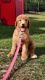 Standard Poodle Puppies for sale in Gilbert, SC, USA. price: NA