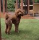 Standard Poodle Puppies for sale in Atlanta, GA 30324, USA. price: $1,000