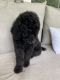 Standard Poodle Puppies for sale in Tignall, GA 30668, USA. price: NA
