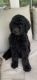 Standard Poodle Puppies for sale in Tignall, GA 30668, USA. price: NA