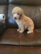 Standard Poodle Puppies for sale in Ironton, OH 45638, USA. price: NA