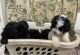 Standard Poodle Puppies for sale in Vero Beach, FL, USA. price: NA