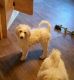 Standard Poodle Puppies for sale in Alliance, OH 44601, USA. price: NA
