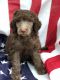 Standard Poodle Puppies for sale in Grover Beach, CA 93433, USA. price: NA