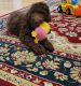 Standard Poodle Puppies for sale in Nickelsville, VA 24271, USA. price: $550