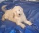 Standard Poodle Puppies for sale in Hollidaysburg, PA, USA. price: $325