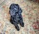 Standard Poodle Puppies for sale in Rock Hill, SC 29732, USA. price: NA