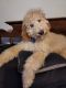 Standard Poodle Puppies for sale in Beechmont, KY 42323, USA. price: NA