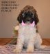 Standard Poodle Puppies for sale in Lenoir, NC, USA. price: $1,500
