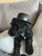 Standard Poodle Puppies for sale in Arlington, TX, USA. price: NA