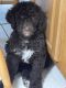 Standard Poodle Puppies for sale in Prestonsburg, KY 41653, USA. price: NA