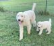 Standard Poodle Puppies for sale in Wheelersburg, OH, USA. price: $600