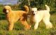 Standard Poodle Puppies for sale in Corvallis, MT 59828, USA. price: NA