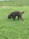Standard Poodle Puppies for sale in Tullahoma, TN 37388, USA. price: NA