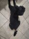 Standard Poodle Puppies for sale in Phoenix, AZ, USA. price: $1,100