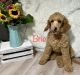 Standard Poodle Puppies for sale in Clever, MO 65631, USA. price: NA