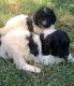 Standard Poodle Puppies for sale in Veneta, OR 97487, USA. price: NA