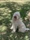 Standard Poodle Puppies for sale in Burleson, TX, USA. price: NA