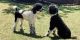Standard Poodle Puppies for sale in Augusta, GA, USA. price: NA