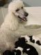 Standard Poodle Puppies for sale in Montesano, WA 98563, USA. price: NA