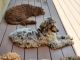 Standard Poodle Puppies for sale in Oconomowoc, WI 53066, USA. price: $1,000
